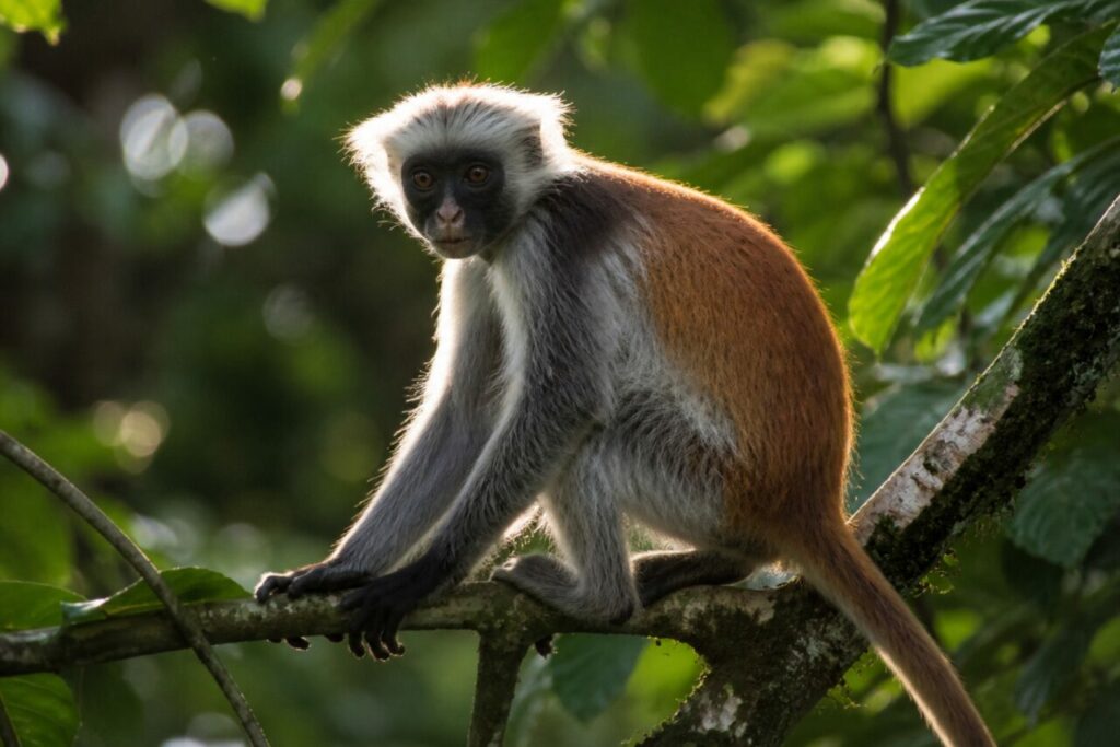 Guet accroupi dans une fourche feuillue — Colobe d’Ouganda
