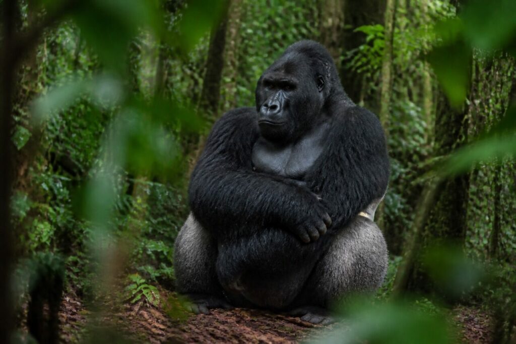 Rifugio verde per un gorilla seduto — Gorilla di pianura occidentale