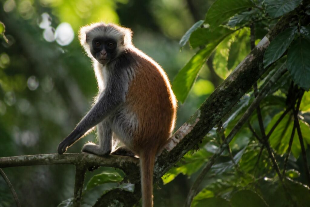 Équilibre retrouvé entre deux rameaux — Colobe d’Ouganda
