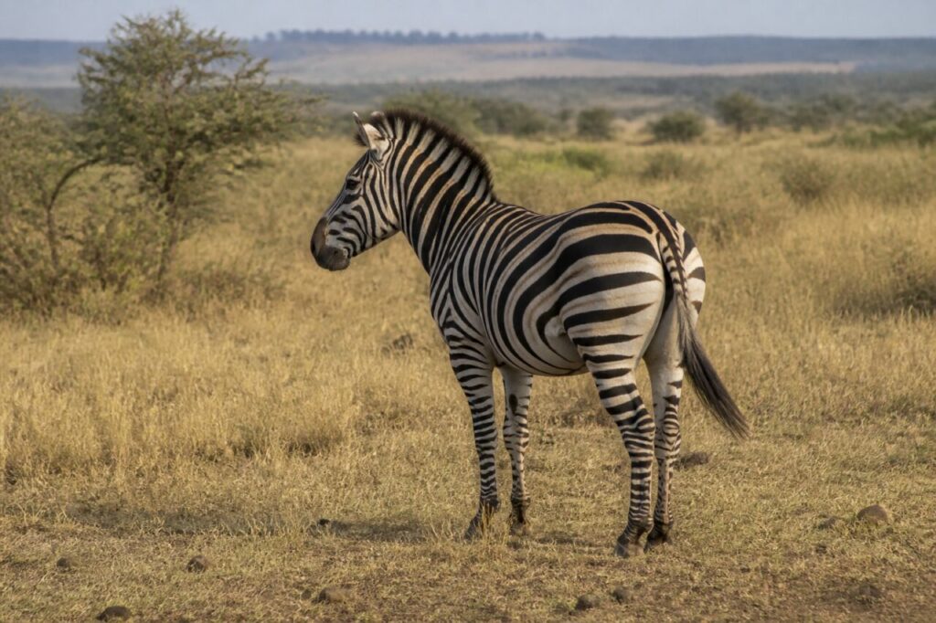 Profilo attento oltre un velo di steli secchi — Zebra delle pianure