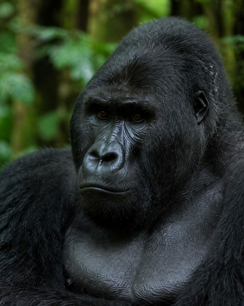 Volto scuro circondato dal pelo bagnato — Gorilla di pianura occidentale