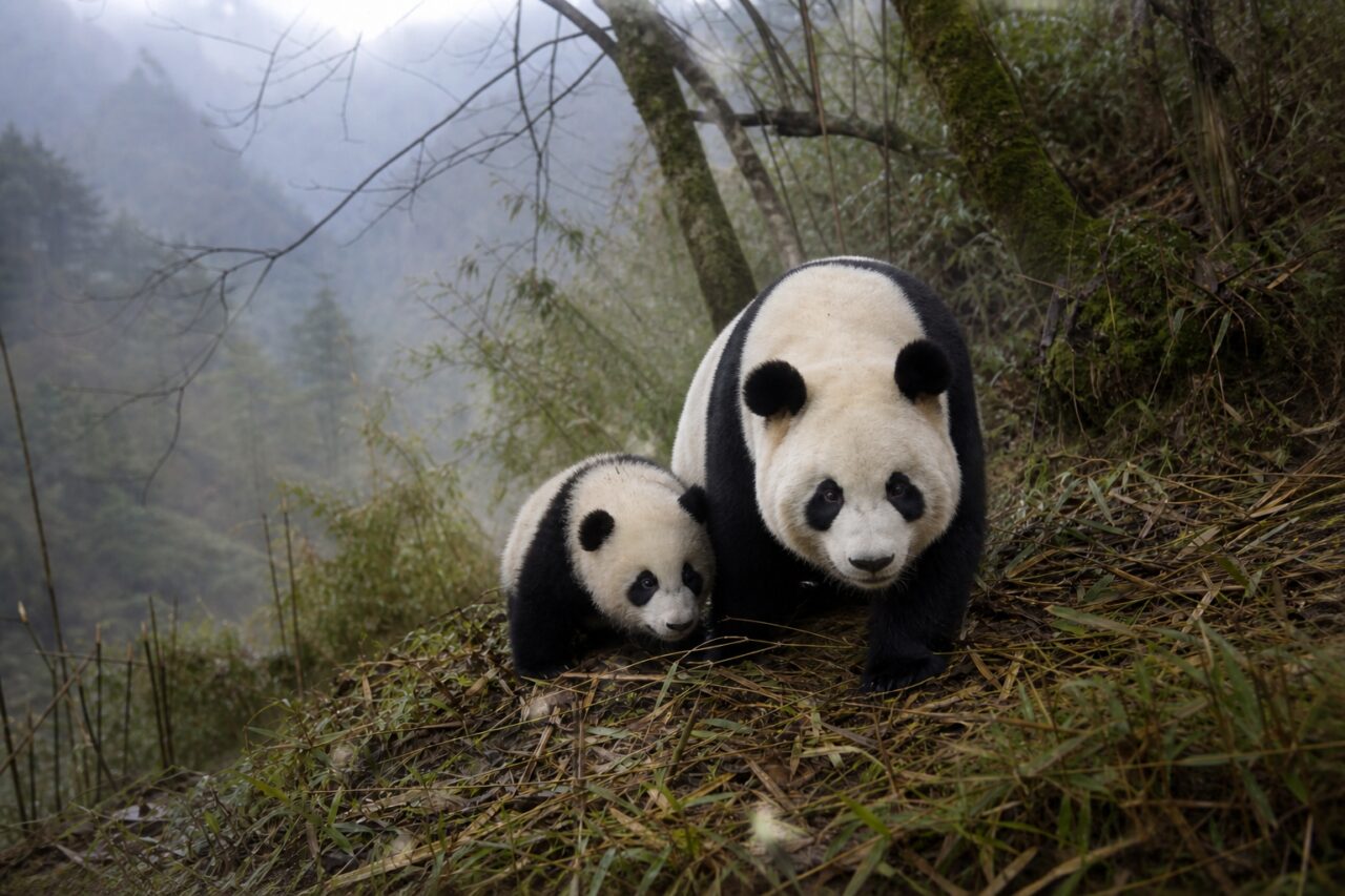 Descente conjointe dans le vallon brumeux — Deux pandas géants