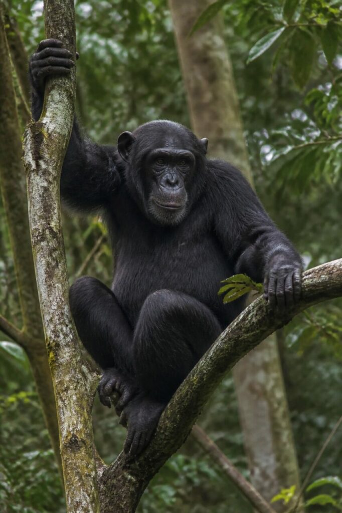 Main fermée, paume plaquée au tronc lisse — Chimpanzé