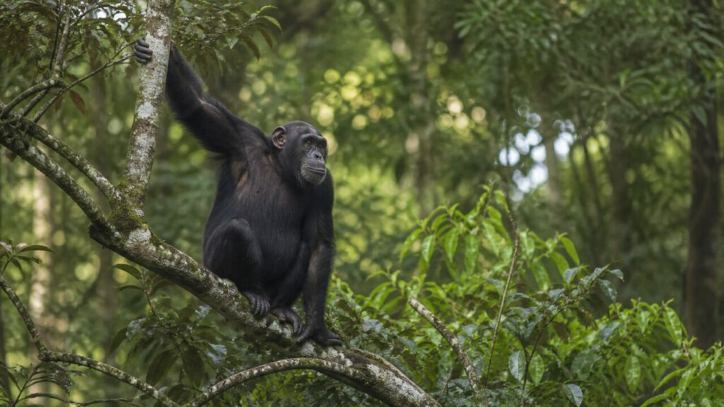 Bras levé parmi les lianes épaisses — Chimpanzé