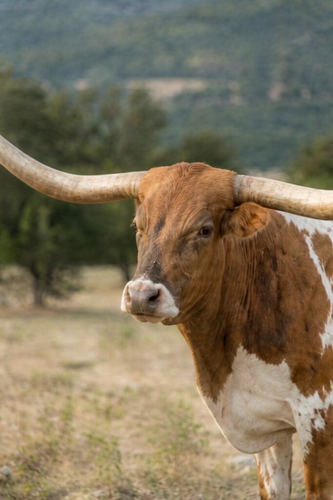Face mouchetée entre deux longues pointes — Bovin Texas Longhorn