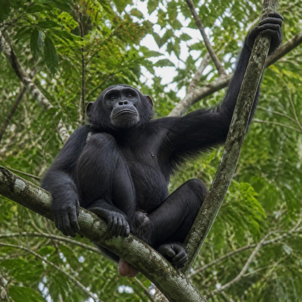 Regard tourné vers la cime feuillue — Chimpanzé