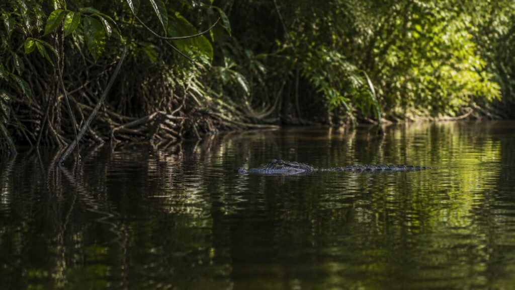 Nage silencieuse dans un couloir bordé de forêt — Caïman noir