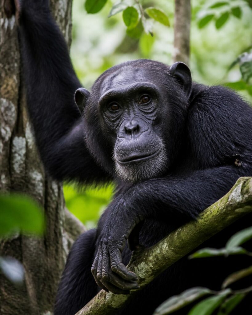 Poitrine posée contre le rameau porteur — Chimpanzé