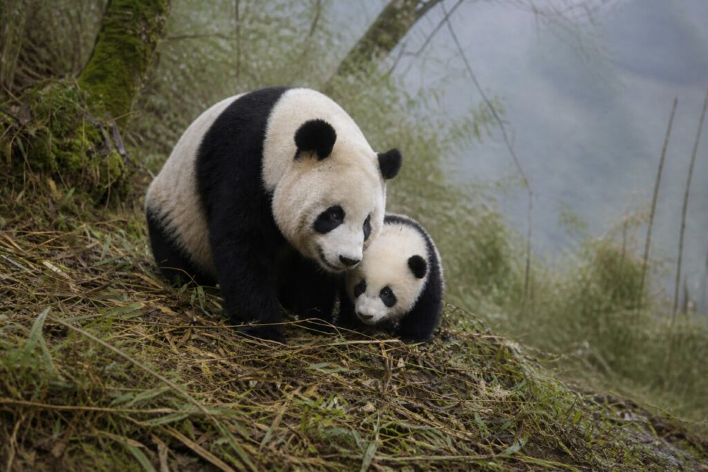 Proximité paisible entre le grand panda et le petit — Deux pandas géants