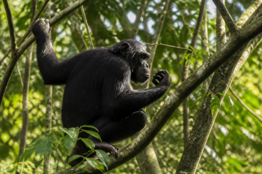 Élan latéral vers la masse feuillue — Chimpanzé
