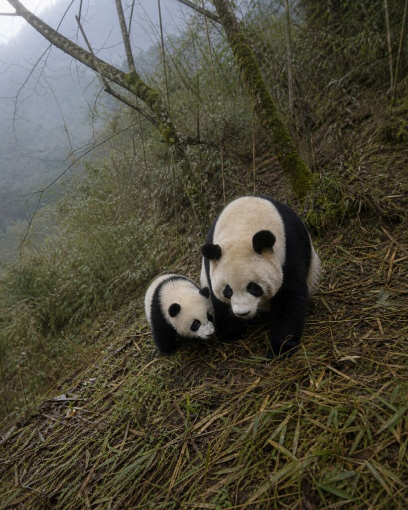 Herbes hautes autour des pandas en marche — Deux pandas géants