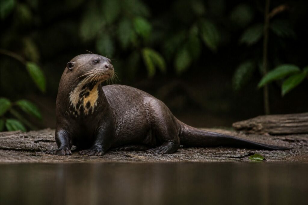 Assise au rivage, marques claires du poitrail visibles — Loutre géante
