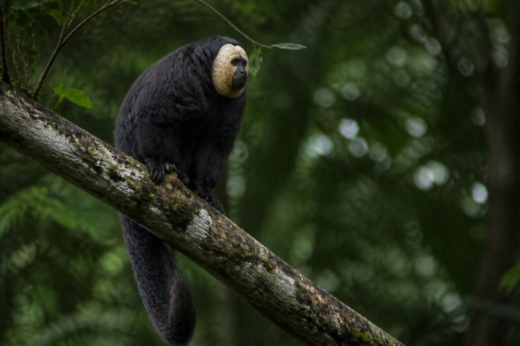 Primate avançant avec assurance sur un rameau incliné — Saki à face blanche