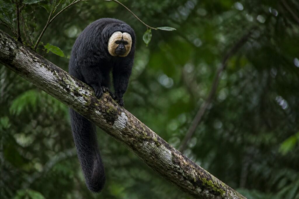 Corps hirsute émergeant du feuillage dense — Saki à face blanche