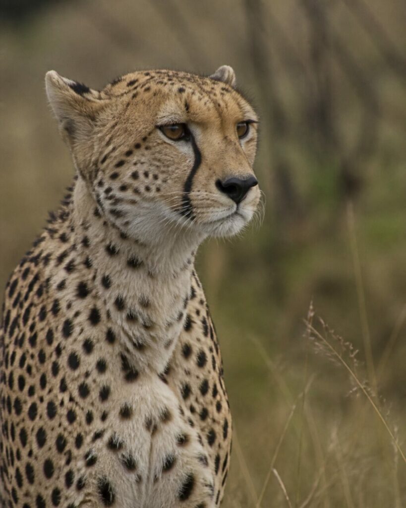Deux traits sombres descendent sous les yeux ambrés — Guépard