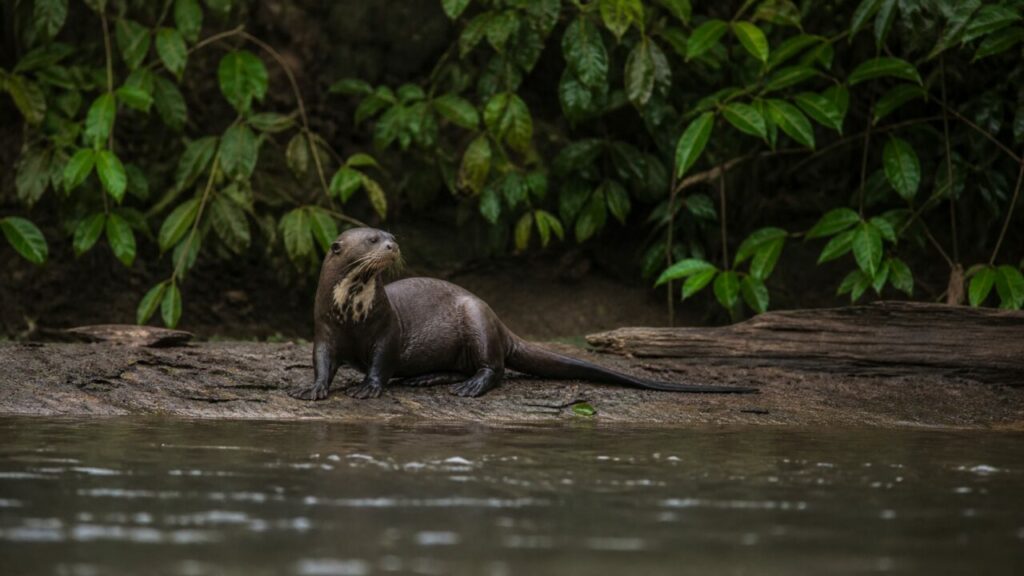 Entre rive boisée et eau noire, une silhouette demeure immobile — Loutre géante