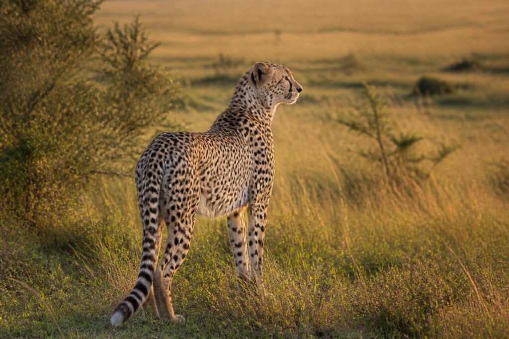 Retrait furtif, queue annelée au ras des chaumes — Guépard