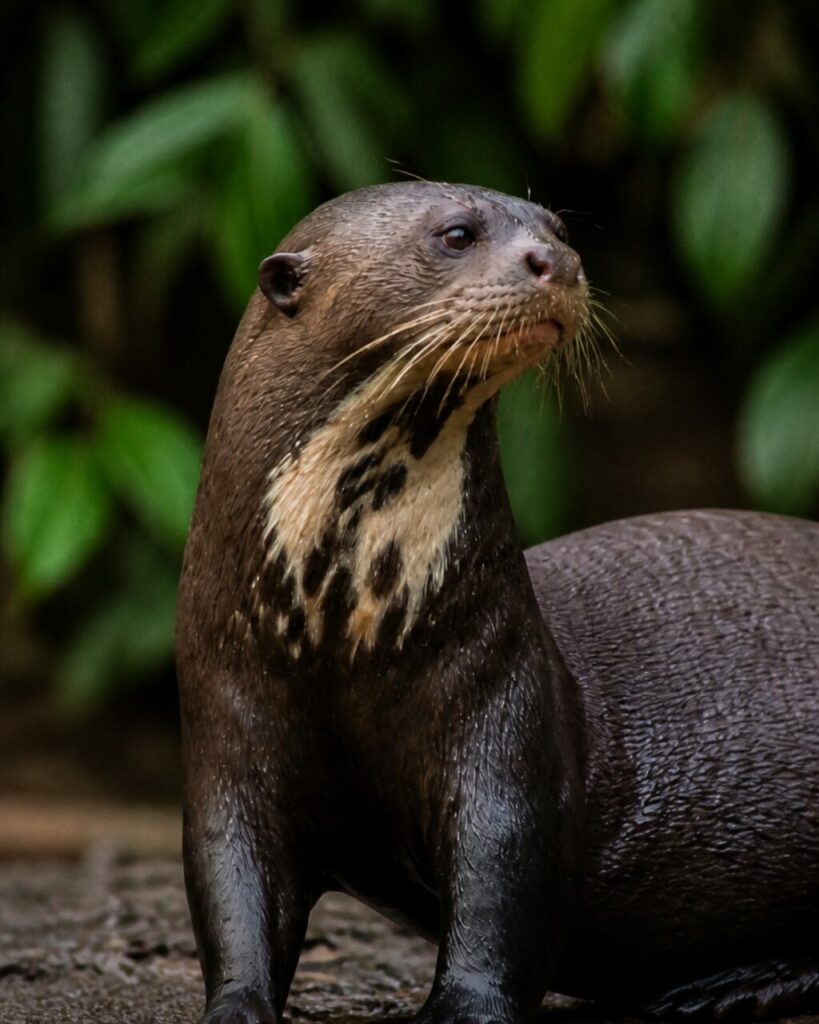 Vibrisses mouillées rayonnant du large museau — Loutre géante