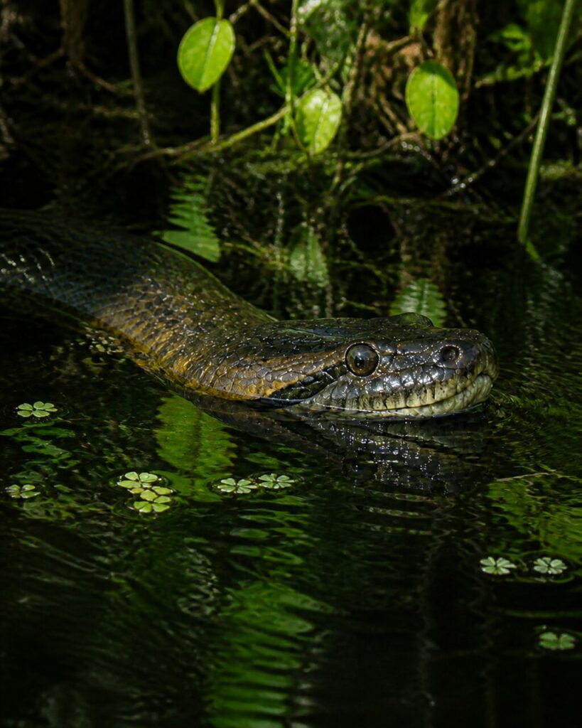 Plantes flottantes longeant une tête large qui perce la surface — Anaconda vert