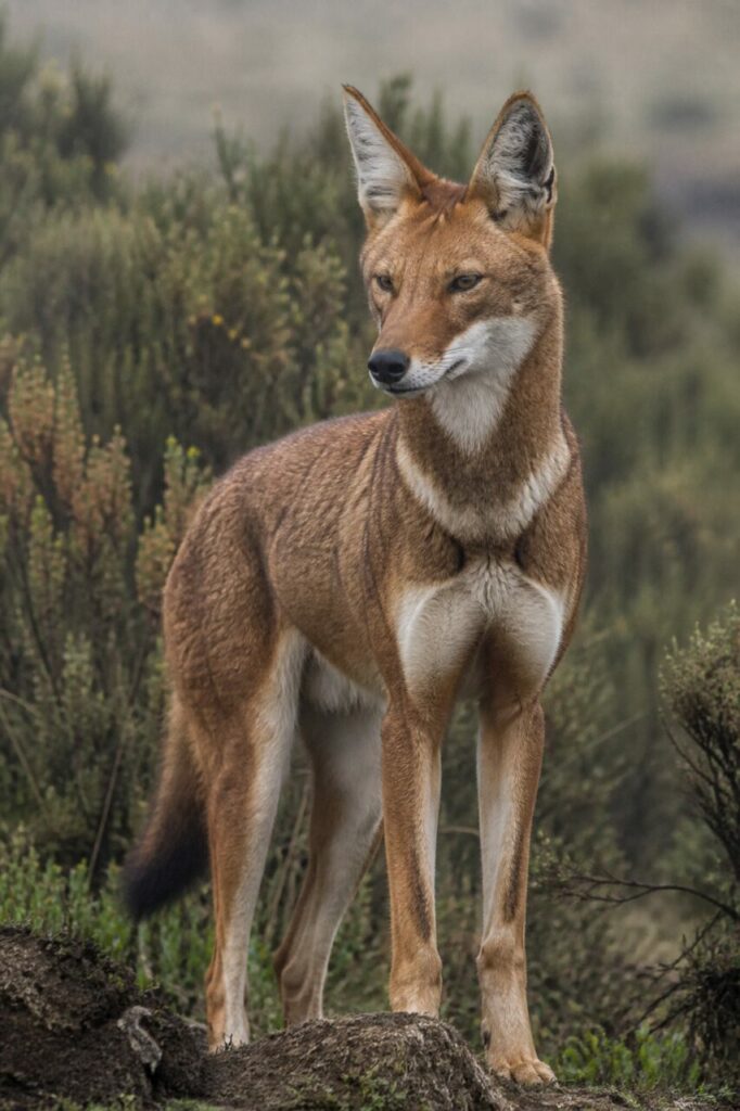 Poitrail blanc sous de hautes oreilles pointues — Loup d’Éthiopie