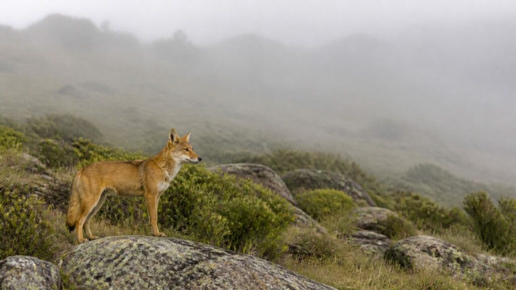Brume épaisse derrière le canidé posé sur un rocher — Loup d’Éthiopie