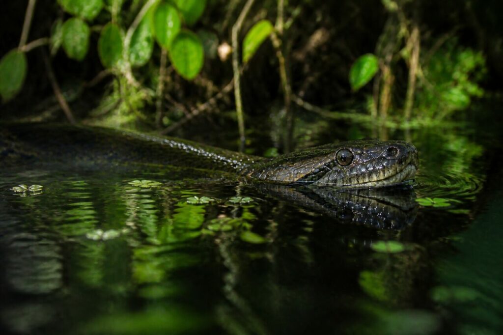 Œil affleurant, corps olive courbé parmi les rides brunes — Anaconda vert