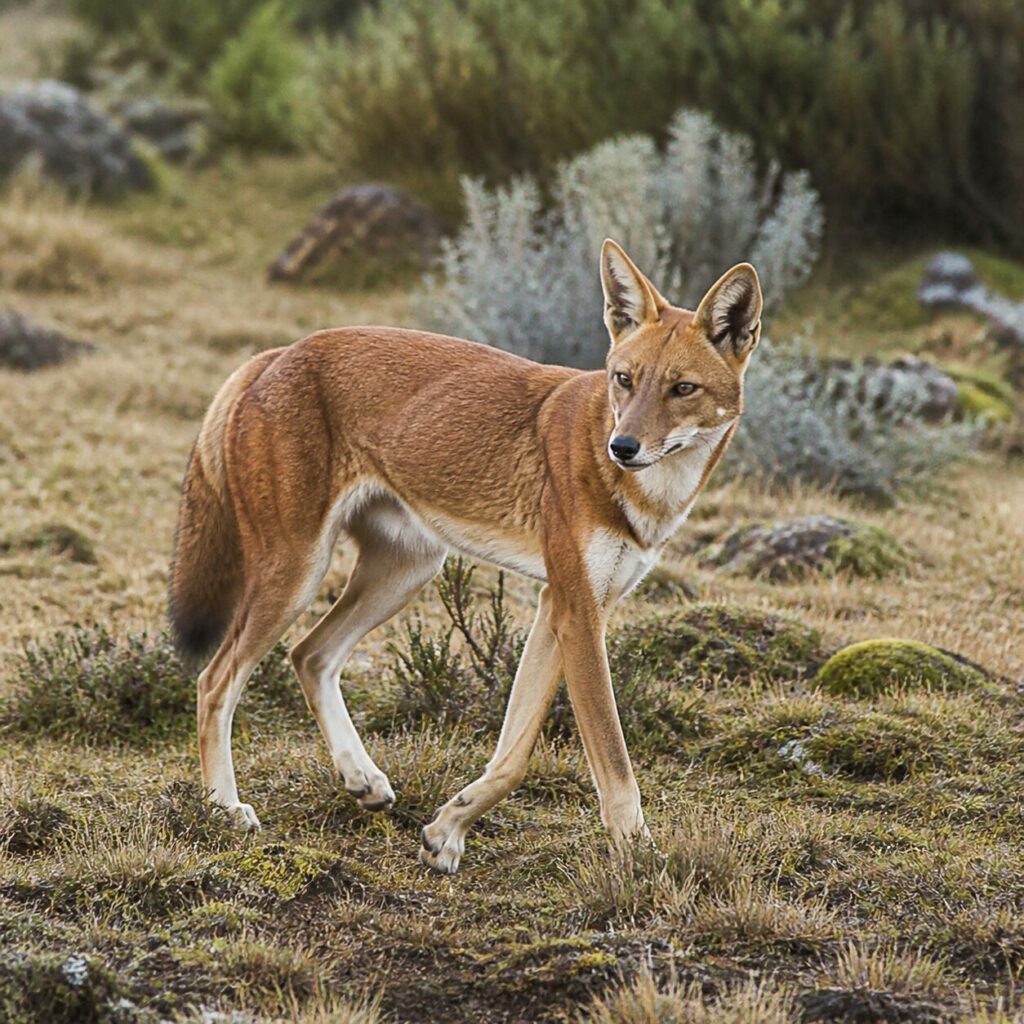 Pas élancés entre les touffes de végétation basse — Loup d’Éthiopie