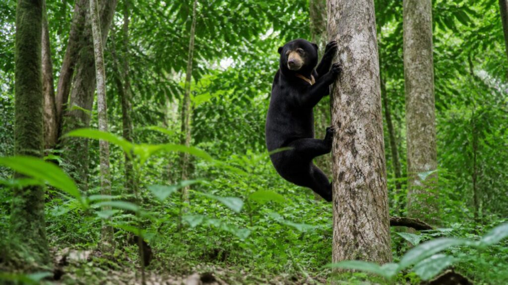 Pattes allongées autour du fût pâle, corps noir en appui — Ours malais