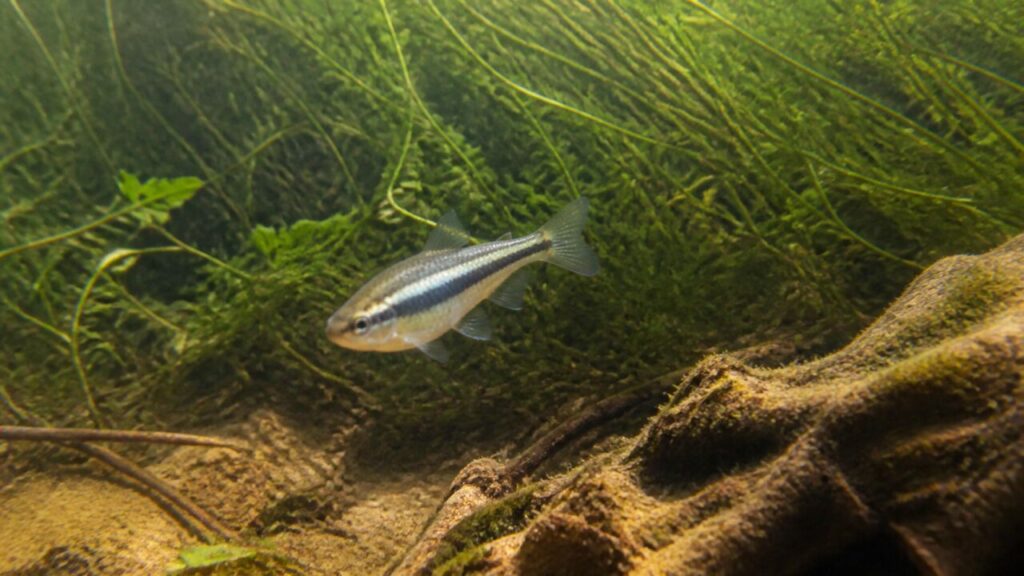 Kleiner gebänderter Fisch durchquert ein Pflanzenbett — Schwarzer Neon