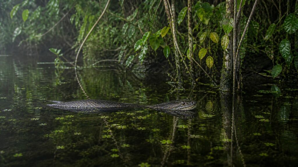 Dos olivâtre glissant dans l’étang bordé de troncs noyés — Anaconda vert