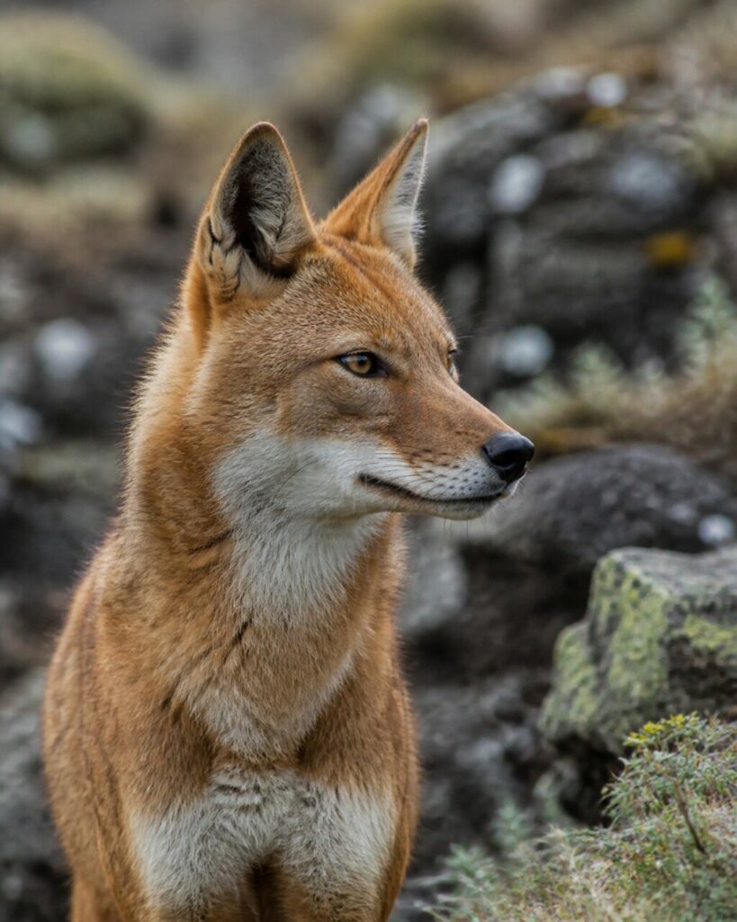Museau fin et fourrure rousse auprès des pierres — Loup d’Éthiopie
