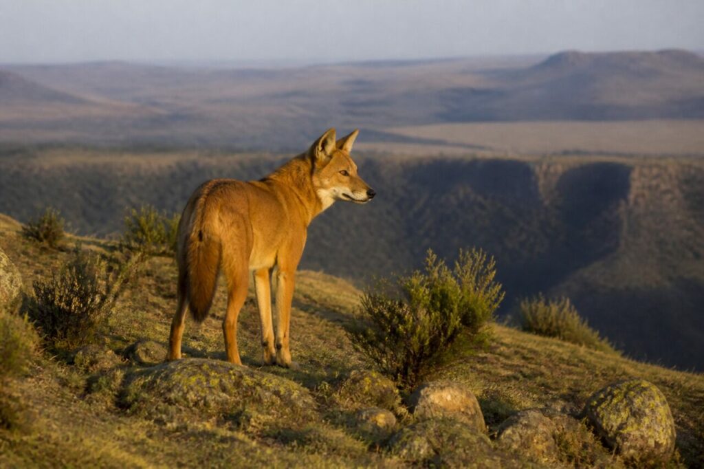 Canidé roux surveillant les hauts plateaux depuis la pente — Loup d’Éthiopie