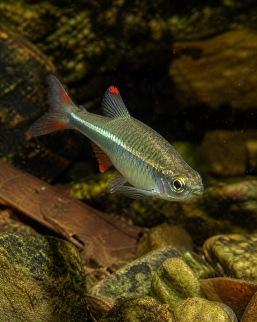Rot gesäumte Flossen über versunkenen Blättern — Kardinalfisch