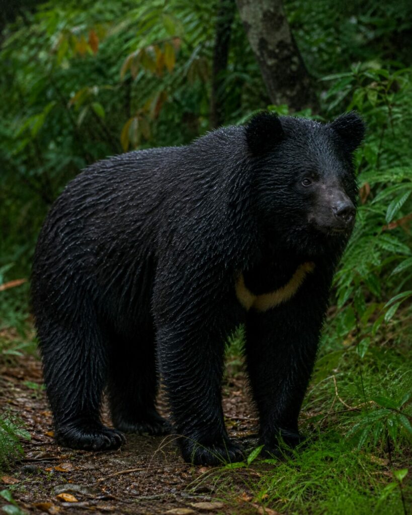 Nasses schwarzes Fell streift dunkelgrüne Blätter — Asiatischer Schwarzbär