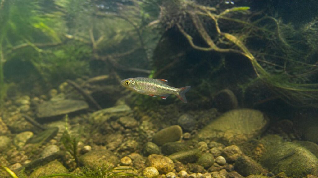 Kleiner silbriger Schwimmer durchquert freies Wasser — Kardinalfisch