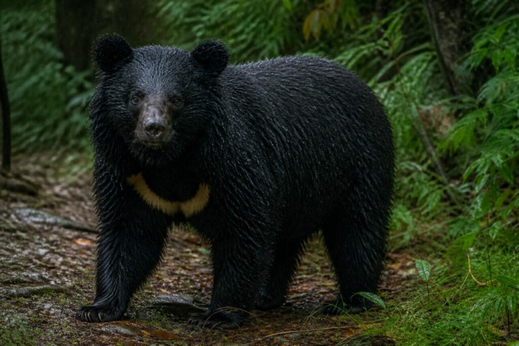 Feuchte Erde unter einer Vordertatze und der hellen Brust — Asiatischer Schwarzbär