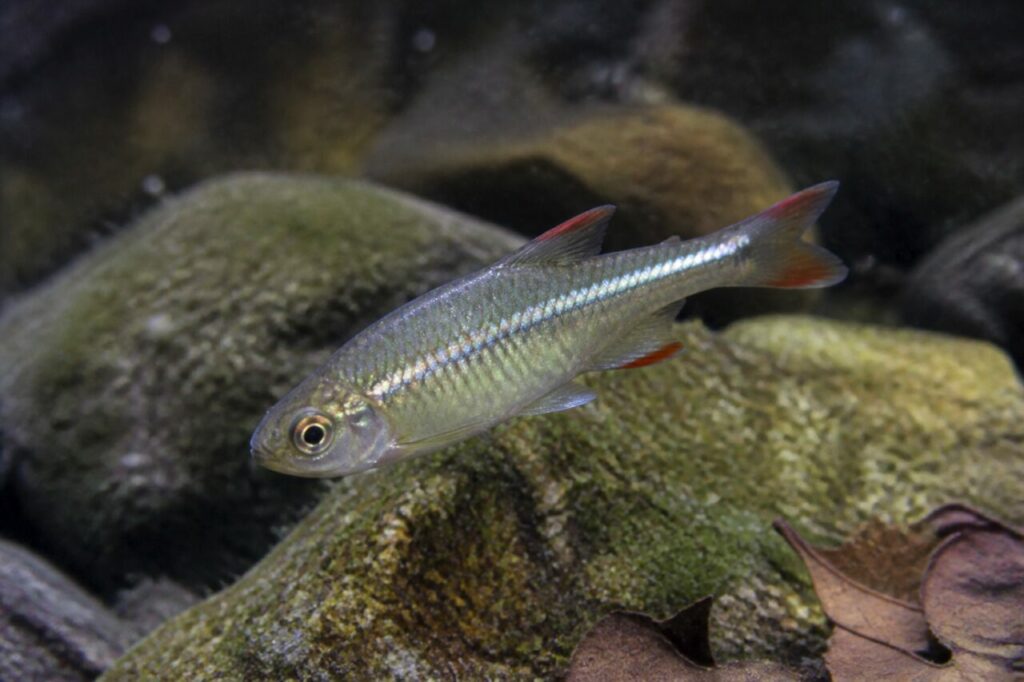 Gegabelte Schwanzflosse neben einem moosgrünen Stein — Kardinalfisch