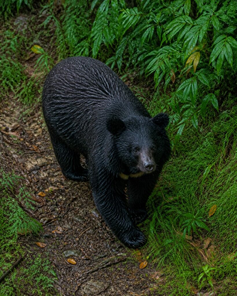Vom Regen tropfendes Fell neben grünem Moosteppich — Asiatischer Schwarzbär