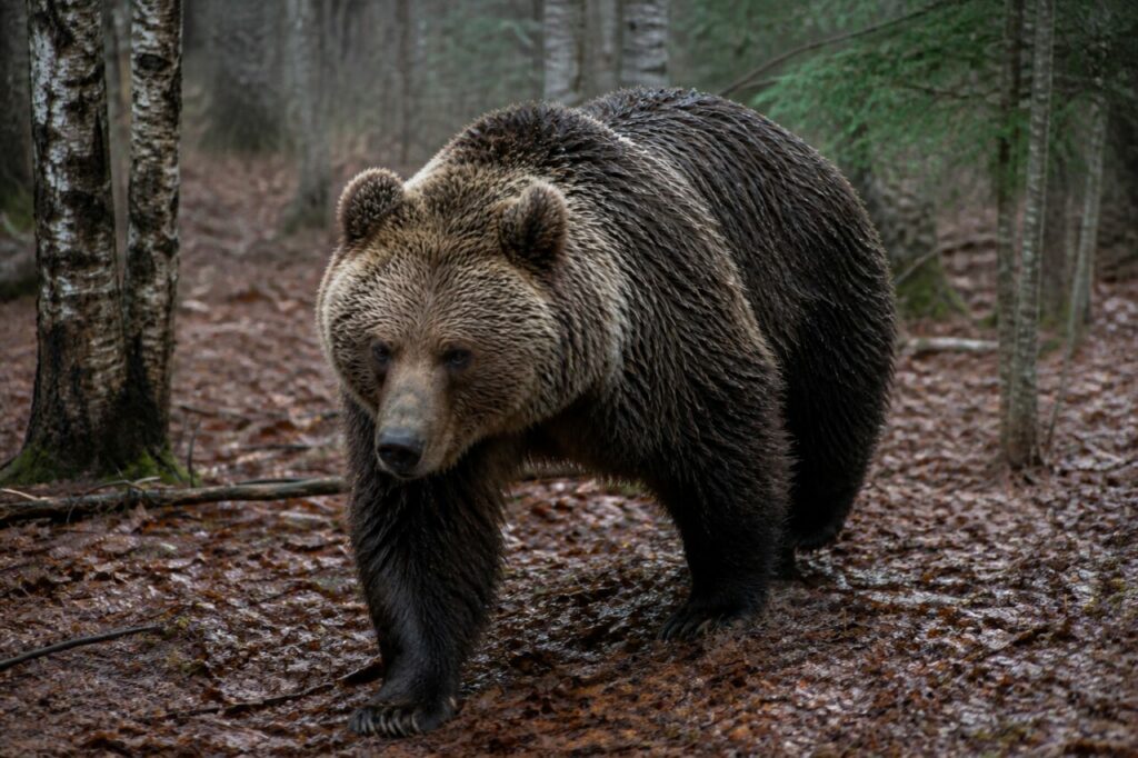 Regenschweres Fell unter den Birken — Braunbär
