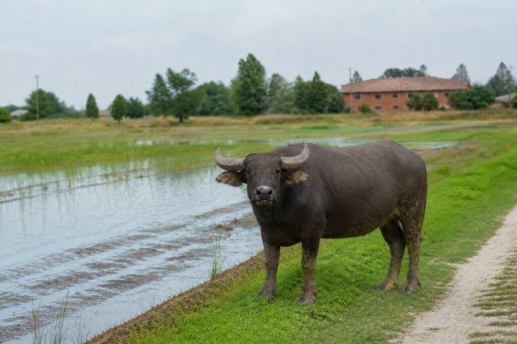 Schwarze Haut auf schmaler Böschung zwischen Wasser und Wiese — Hauswasserbüffel