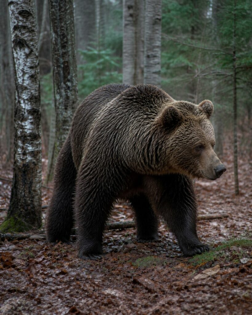 Beiges Gesicht und runde Ohren vor nassem Grün — Braunbär