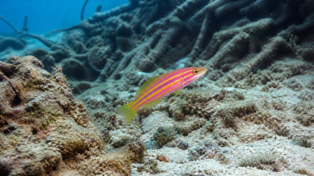 Leuchtende Linien im sandigen Riffkorridor — Sechsstreifen-Lippfisch
