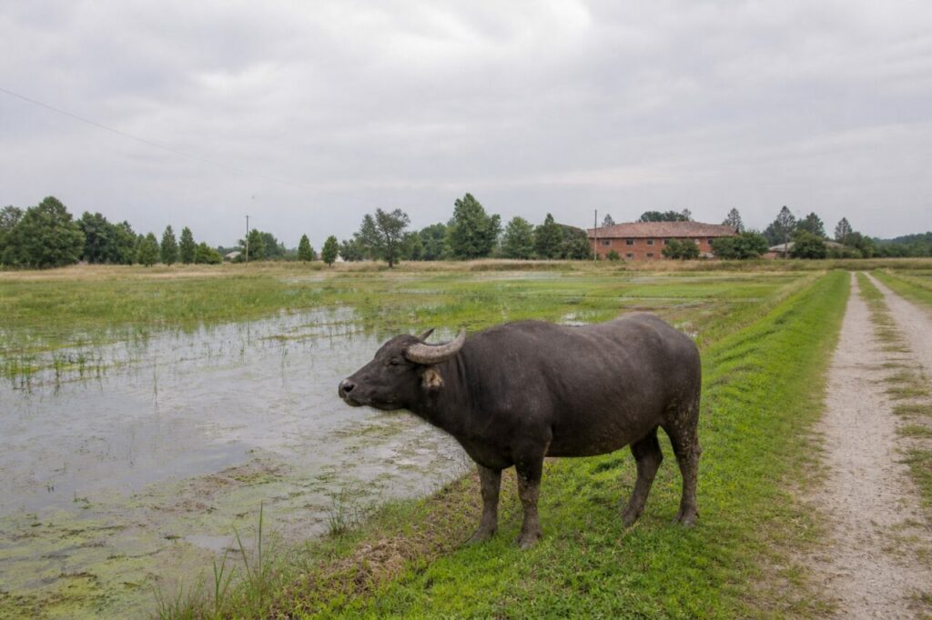 Vier Hufe ruhen auf Ufergras neben stillem Wasser — Hauswasserbüffel