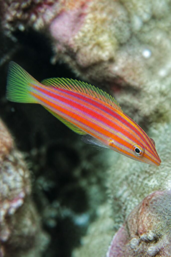 Aufgerichtete Rückenflosse vor einer dunklen Spalte — Sechsstreifen-Lippfisch
