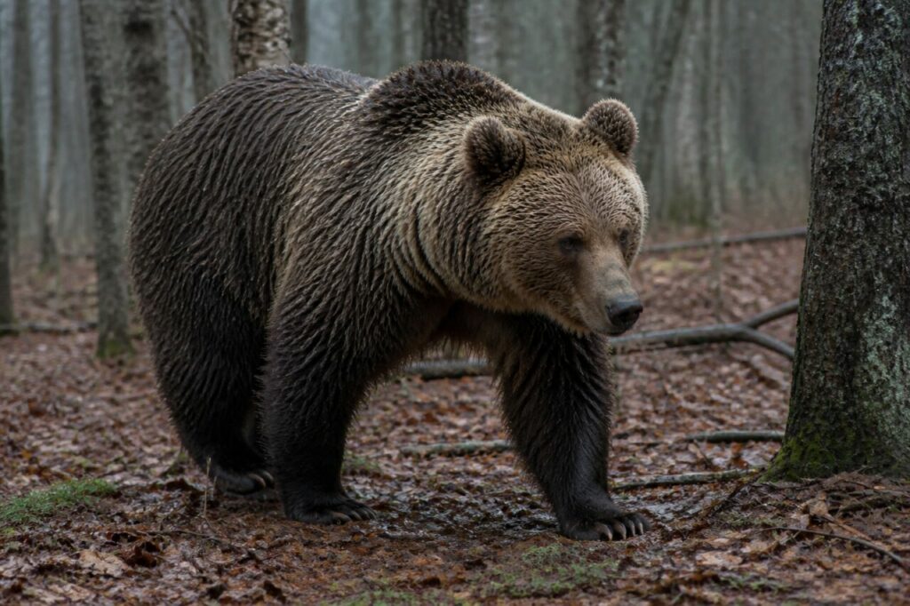 Vordertatze im durchnässten Waldboden verankert — Braunbär
