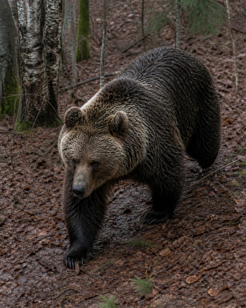 Lange tropfende Grannenhaare beim schlammigen Abstieg — Braunbär