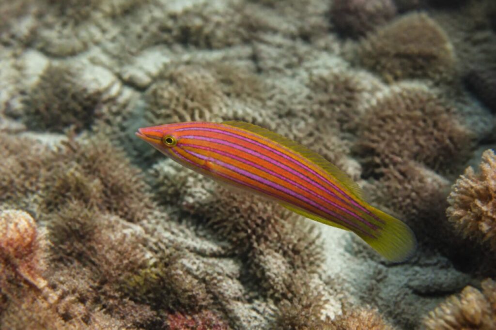 Gestreifter Körper schwimmt knapp über niedrigen Korallen — Sechsstreifen-Lippfisch