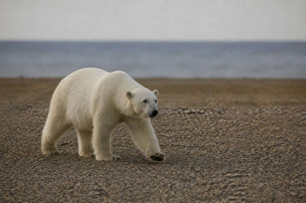 Schwerfälliger Gang über das kiesige Ufer — Eisbär