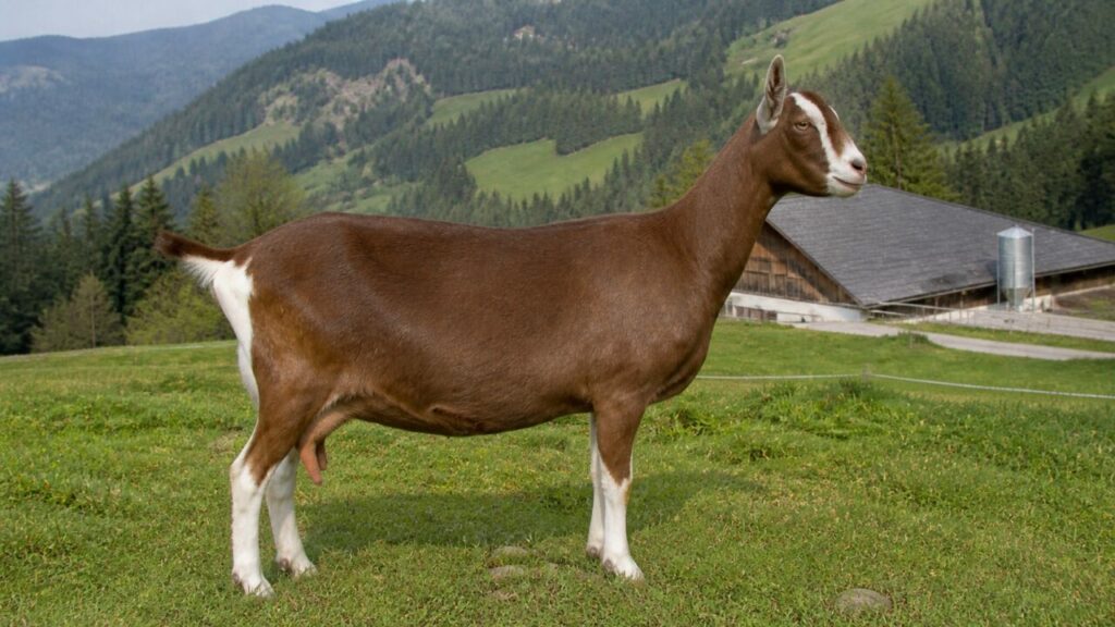 Braune Kruppe mit weiß gespitztem Schwanz — Toggenburger Ziege