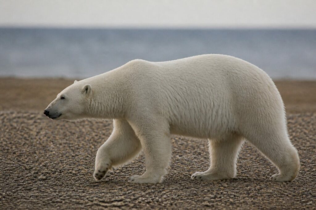 Behutsamer Tritt zwischen runden Kieseln — Eisbär